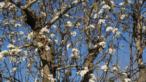 生长着美丽的鲜花的梨树枝14秒视频