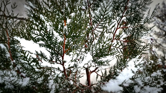 雪落在树上视频