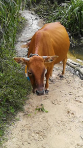 动物素材乡间田野吃青草的小牛犊视频视频