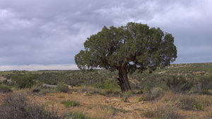 在草原里的孤单树彩色的自然的21秒视频