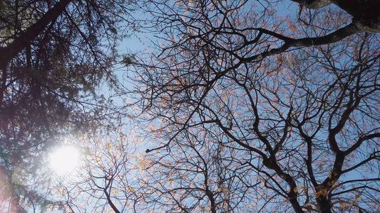 在阳光明媚的白天在树下和灯杆下移动视频