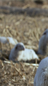 多角度拍摄牧羊羊群吃牧草素材合集牧羊人视频