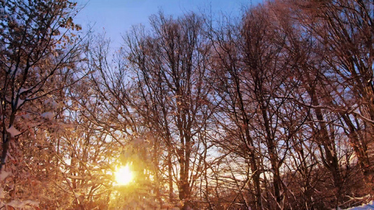 令人惊叹的夕阳运动冬季风景圣诞树雪和美丽的冬日日落视频