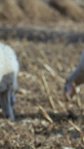 多角度拍摄牧羊羊群吃牧草素材合集畜牧业视频