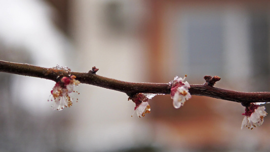 果树枝花朵盛开满是春雪覆盖着春雪视频