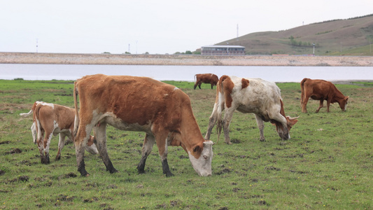 草原牛吃草畜牧业养殖牛群视频