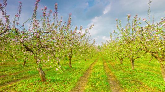 春苹果花园有花和花头4千全景时间折叠视频