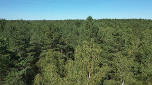 高清实拍视频-波兰的森林10秒视频