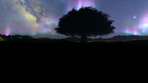 夜里一棵树上的北光22秒视频