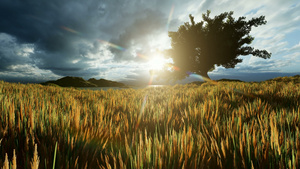 小麦田中的单树和云彩的天空20秒视频