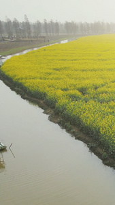 春天花卉油菜花盛开春暖花开视频