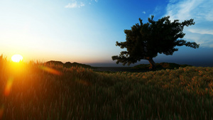 日落时小麦田上的单树20秒视频
