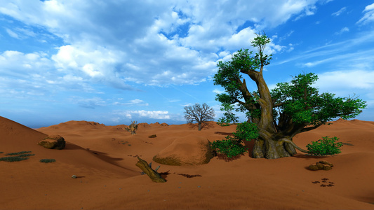 非洲沙漠中的一棵巴巴树视频