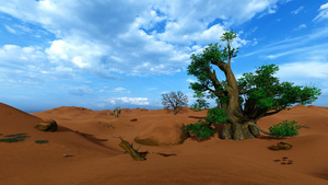 非洲沙漠中的一棵巴巴树22秒视频