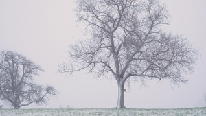 风暴雪中的树9秒视频