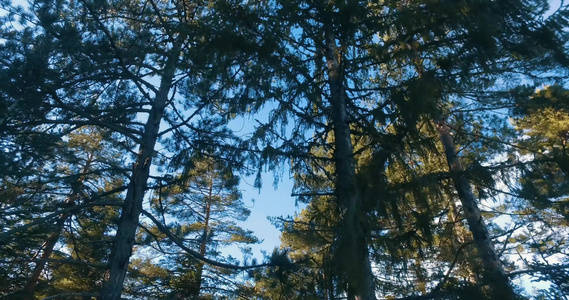 空中无人驾驶飞机飞越森林松树顶部飞行冬季阳光照耀视频