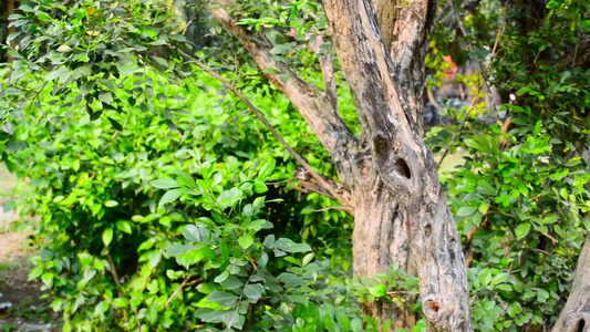 棕色森林树干树干环境中的绿色苔藓热带森林动物野生动物视频