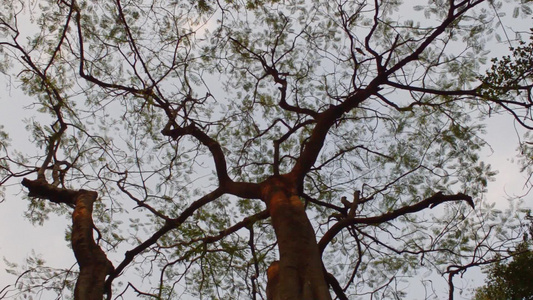 日落时高高的树枝森林林地环境背景抽象自然图案纹理jharkhand视频