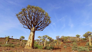 松树景观非洲南部16秒视频