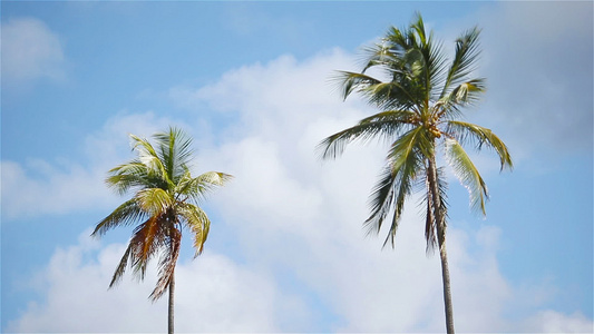 两棵大棕榈树在阳光晴朗的蓝天上视频