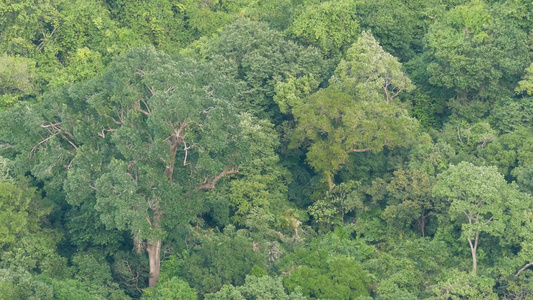 在刮风的日子里热带雨林中的绿色异国树冠从上面明亮多汁视频