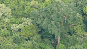 在刮风的日子里热带雨林中的绿色异国树冠从上面明亮多汁10秒视频