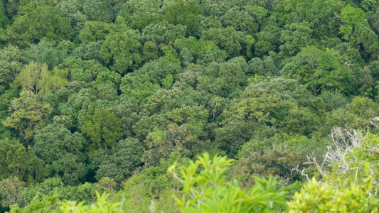 在刮风的日子里热带雨林中的绿色异国树冠从上面明亮多汁视频