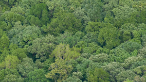 在刮风的日子里热带雨林中的绿色异国树冠从上面明亮多汁21秒视频
