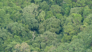 热带雨林中的绿色树冠17秒视频
