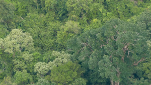 热带雨林中的绿色树冠18秒视频