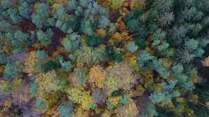 秋季森林的空中俯视图绿树和黄树落叶和针叶混交林从上面32秒视频