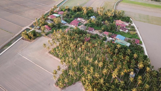 MalaysKampung旁边的空中椰子种植园视频