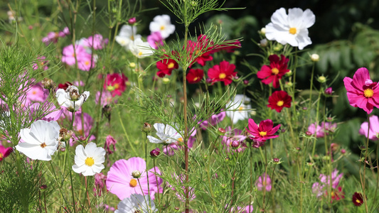 实拍格桑花视频