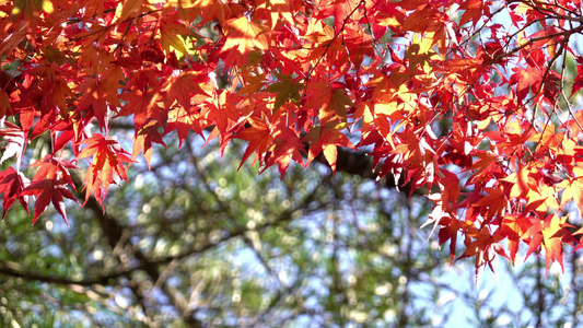 在木乃伊季节的木乃伊花季叶上在日本京都Khinkakakakuji视频