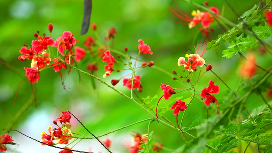 矮矮人Poinciana花篱孔雀冠Barbados视频