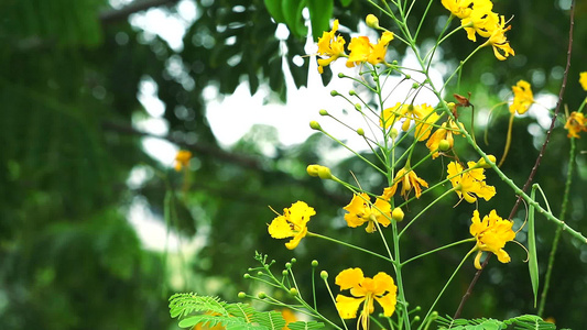 巴巴多斯天堂花朵的自豪感风飘动着的花冠花篱孔雀徽章视频