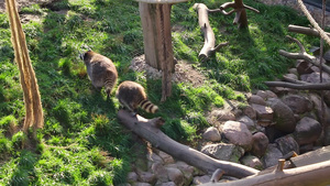 两只浣熊沿着树跟在后面5秒视频
