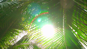 阳光灿烂的棕榈叶15秒视频