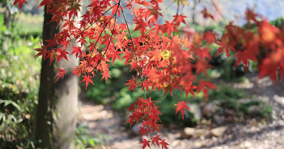 秋天唯美红叶红枫随风飘动视频
