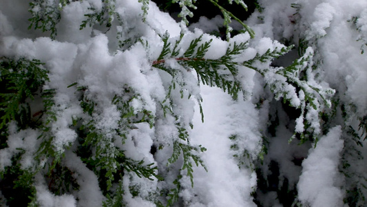 树枝上毛绒的雪视频