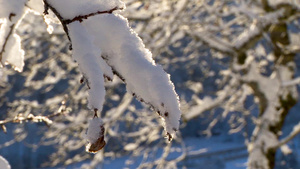 树枝上铺满了毛绒的雪7秒视频