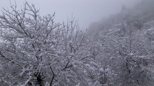 树枝上铺满了毛绒的雪16秒视频