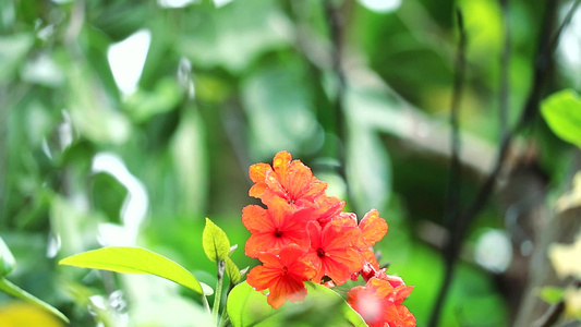 盖格树或带红色橙色花朵和蓝色背景1视频