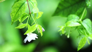 绿色枝叶白花雨落13秒视频