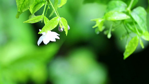 下雨22秒视频