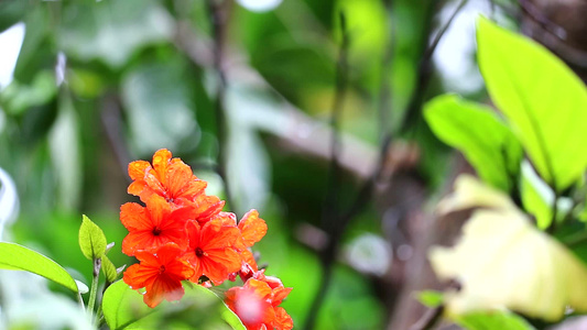 盖格树或密带有红橙色花朵和蓝底视频
