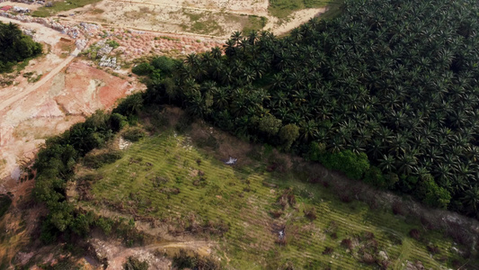 Malaysia的毁林林地视频
