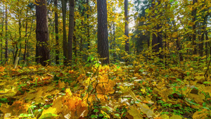 秋季森林4k个时过全景7秒视频