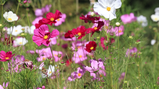 实拍格桑花视频