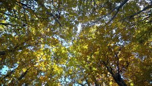 秋天森林黄叶吹黄树叶自然背景21秒视频
